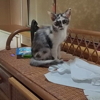 オシャレ三毛猫 2ヶ月半