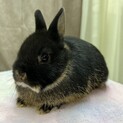 ネザーランドドワーフ