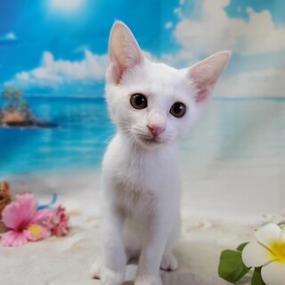 3ヶ月の白猫♂幼名は【マイト】