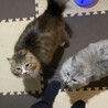 緊急！2匹一緒にいさせてあげたい・・・ サムネイル5