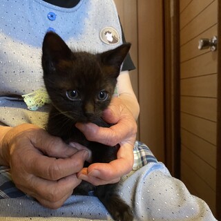 子猫　2ヶ月　黒猫　オス　釧路
