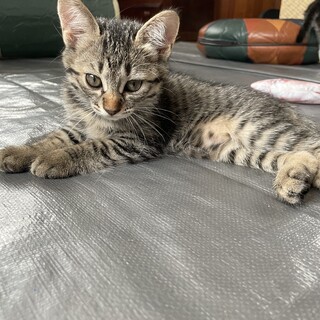 おてんば&懐っこい女の子