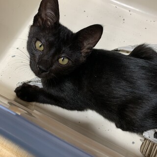 元気いっぱい仔猫の家族になってくれませんか？