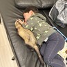 さねまるこ