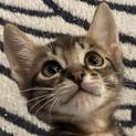 超甘えん坊の可愛いキジトラのクルツ君