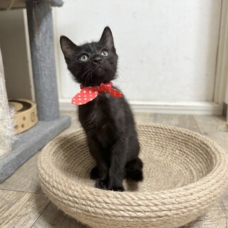 多頭飼育崩壊レスキュー 猫大好きな明るい男の子