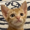 超甘えん坊の可愛い茶トラのトロワ君