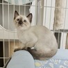 多頭飼育崩壊レスキュー 臆病なシャムミックスくん サムネイル4