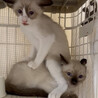 多頭飼育崩壊レスキュー 臆病なシャムミックスくん サムネイル6