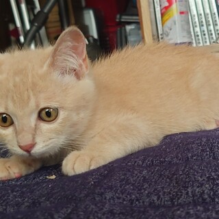 子猫の里親希望