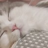 はまさか