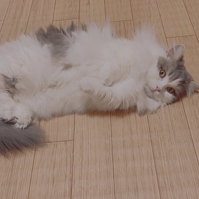 はまさかのカバー写真