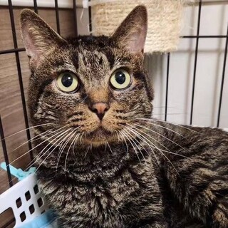 甘えん坊で構ってくん★まつまるくん