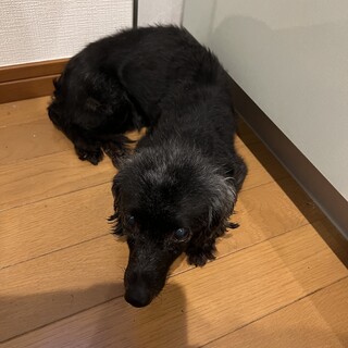 老犬ですが引き取ってくださる方募集です