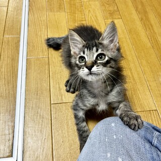 目が大きいもこもこの長毛男の子♂