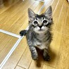 目が大きいもこもこの長毛男の子♂ サムネイル2