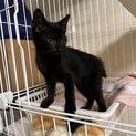 なつっこい黒猫ちゃん☆