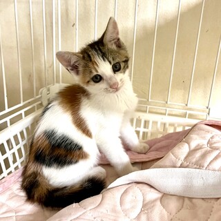 活発な三毛猫ちゃん☆