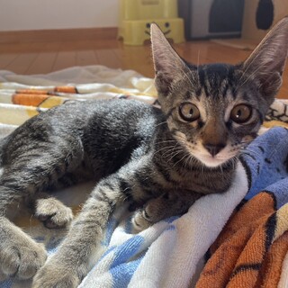 トライアル決定、とらきち君、初心者さんにお勧め！