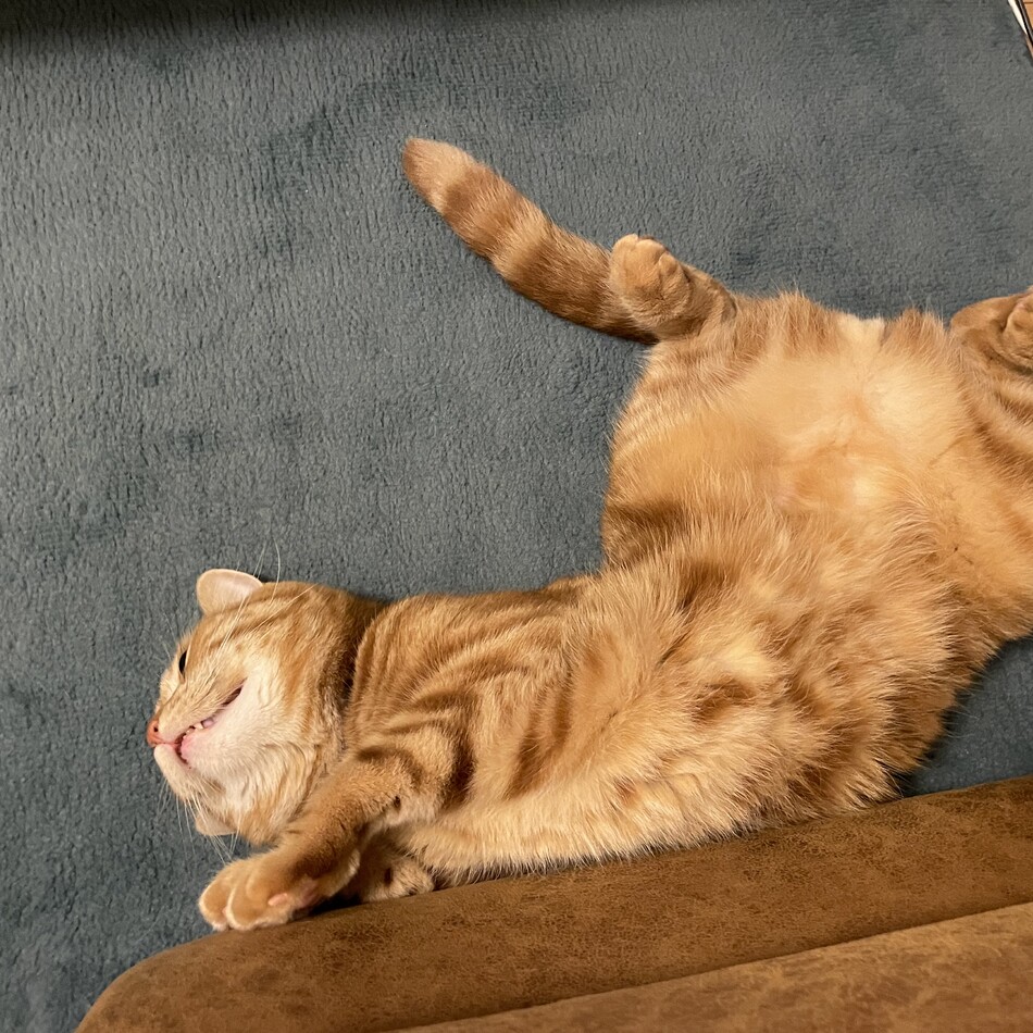 Toraのカバー写真