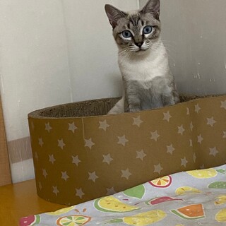 男前シャムミックス