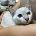 シャムトラ子猫女の子