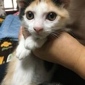 三毛ポケット付子猫