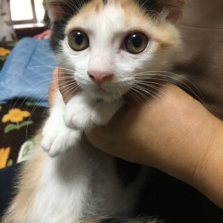 三毛ポケット付子猫