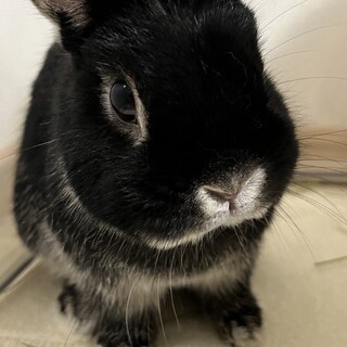 元気なネザーランドドワーフの男の子です