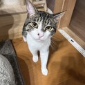 キジ白　6か月　男の子