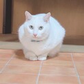 大人のMIX猫引き取ってくれる方募集！