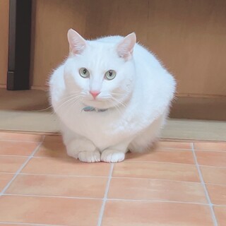 大人のMIX猫引き取ってくれる方募集！