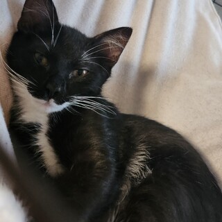 推定3ヶ月可愛い保護仔猫ちゃん①備考欄確認必須