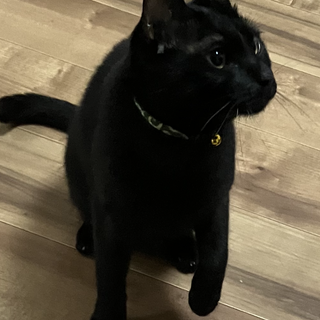 人懐っこい黒猫くん