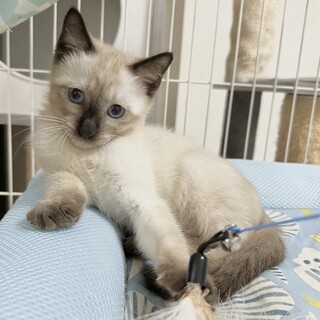 多頭飼育崩壊レスキュー 臆病なシャムミックスくん