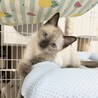 多頭飼育崩壊レスキュー 臆病なシャムミックスくん サムネイル2