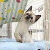 多頭飼育崩壊レスキュー 臆病なシャムミックスくん サムネイル3