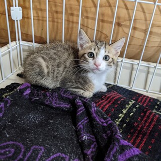 甘えん坊の白キジイケメン男の子