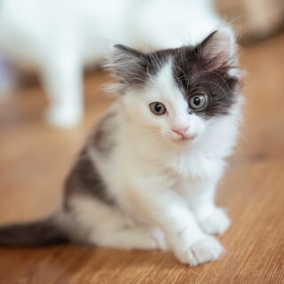 元気な長毛のモフモフ女子