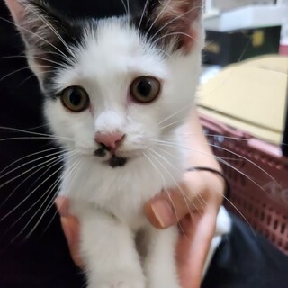 推定3ヶ月可愛い保護仔猫ちゃん③  備考欄確認必須