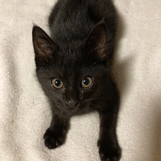 生粋の黒ちゃん！遊びたい元気な男の子