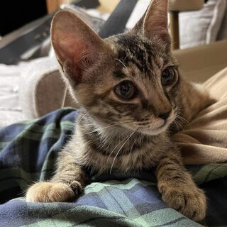 素敵な三毛トラな膝乗りちゃん