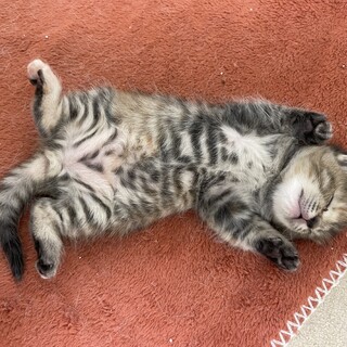 サビちゃん、ベージュちゃん姉妹とお母さん猫