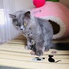 ブリティッシュロングヘアー★女の子★大人しい♪ サムネイル2
