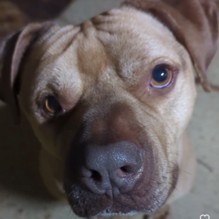 ピットブルMIX6歳　ピット君賢く温厚