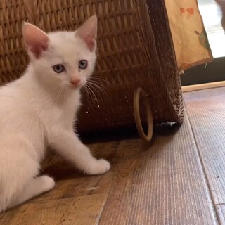 小さな明るい女の子