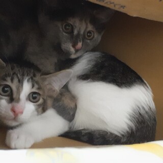 サビ猫、キジシロ姉妹