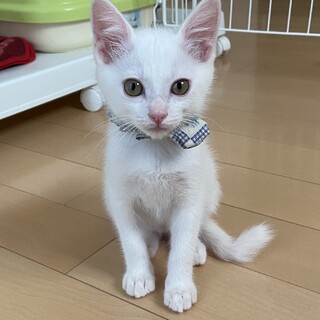 スイーツシリーズ【ポッキー】！