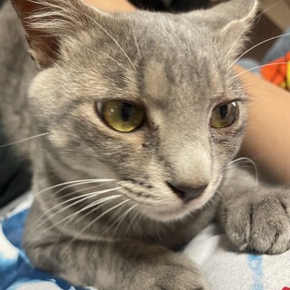 膝乗りゴロゴロ甘えん坊！まだまだ子猫です