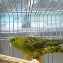 サザナミインコペアの里親様募集
